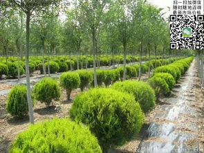 苗木界内部批发洒金柏价格表曝光 江苏沭阳长景园林苗木场最新行情揭秘