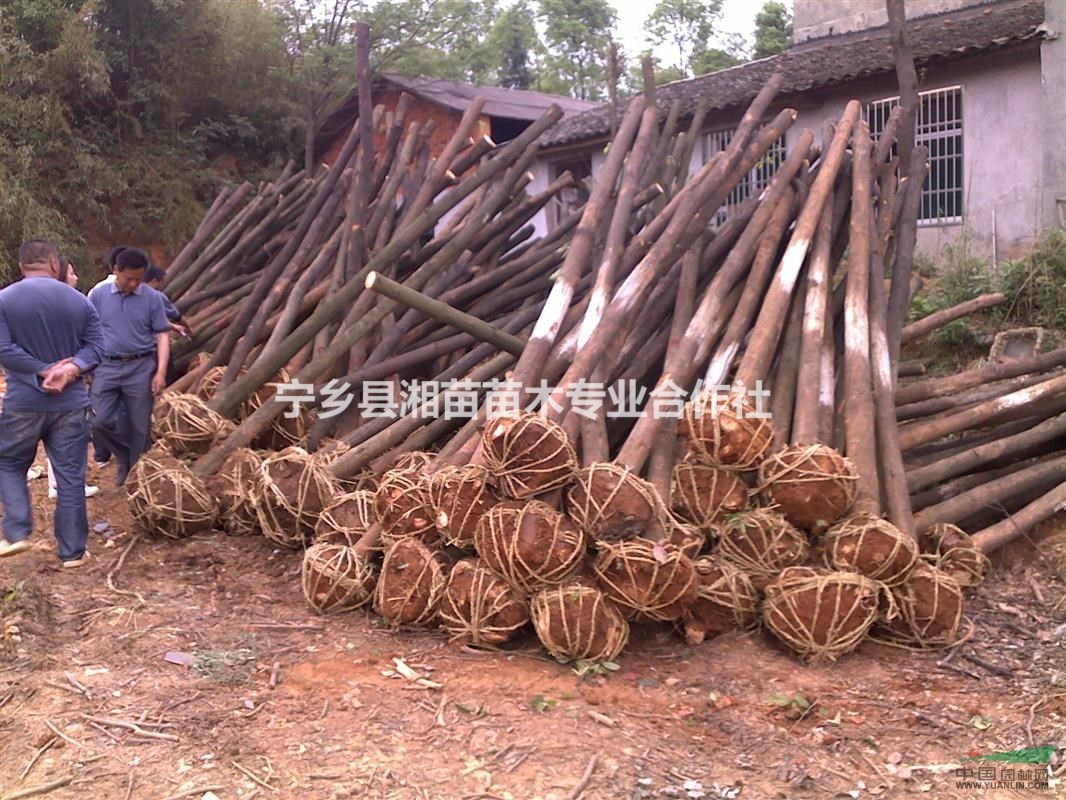绿满宁乡，苗绘未来——探访湘苗苗木专业合作社