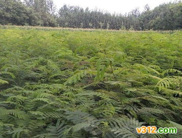 苗木之魂 从一张图片到一株生命的思考